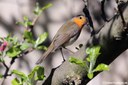 Erithacus rubecula rubecula