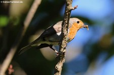 Rotkehlchen (Erithacus rubecula rubecula) im Garten