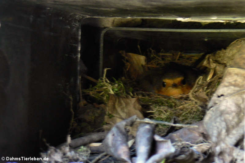 Nest der Rotkehlchen (Erithacus rubecula rubecula) im stillgelegten Mauerkasten einer Abzugshaube