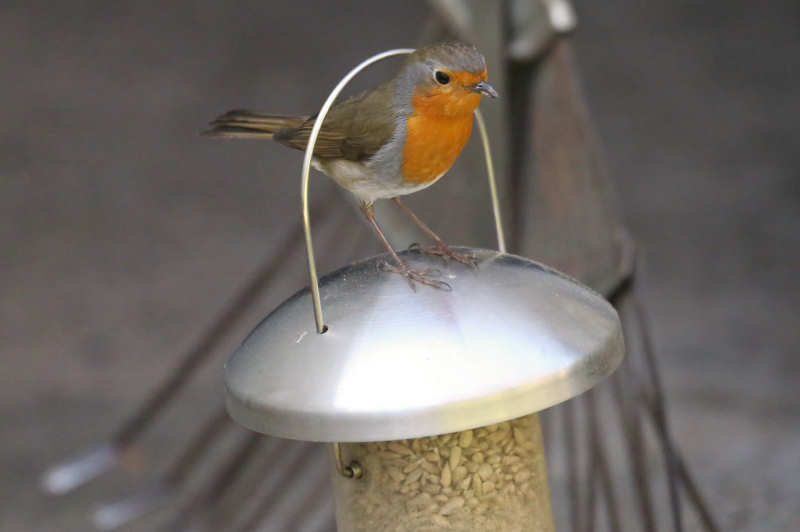 Rotkehlchen (Erithacus rubecula rubecula)