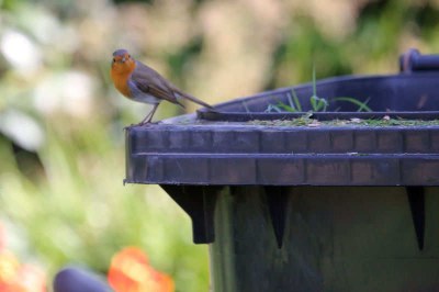 Rotkehlchen (Erithacus rubecula rubecula)