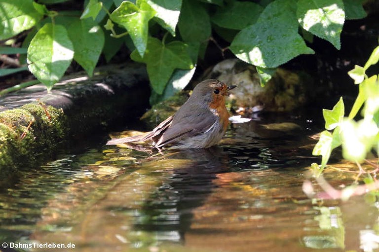 Erithacus rubecula rubecula