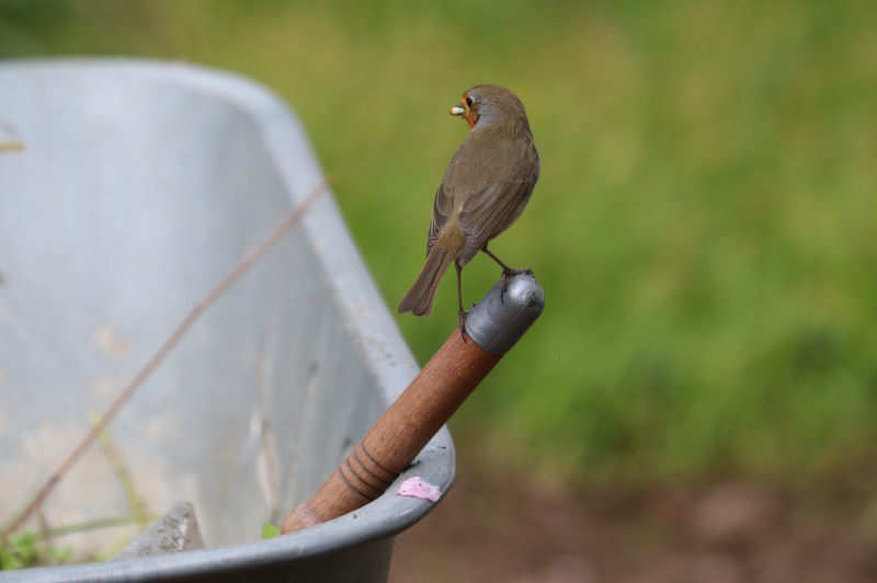 Rotkehlchen (Erithacus rubecula rubecula)