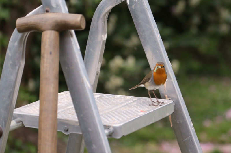 Rotkehlchen (Erithacus rubecula rubecula)