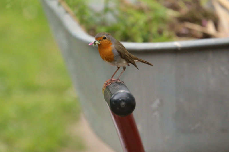 Rotkehlchen (Erithacus rubecula rubecula)