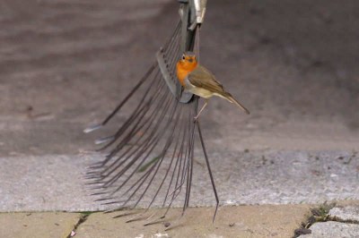 Rotkehlchen (Erithacus rubecula rubecula)