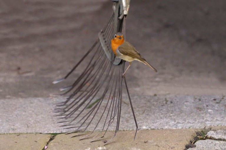 Erithacus rubecula rubecula