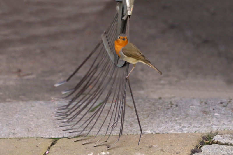 Rotkehlchen (Erithacus rubecula rubecula)