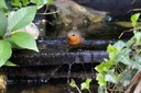 Erithacus rubecula rubecula