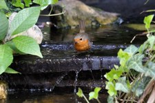 Rotkehlchen (Erithacus rubecula rubecula) im Garten