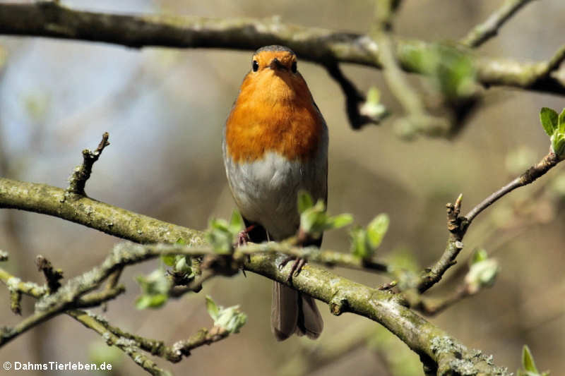 Rotkehlchen (Erithacus rubecula rubecula)