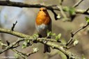 Erithacus rubecula rubecula