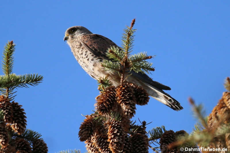 Turmfalke (Falco tinnunculus tinnunculus)