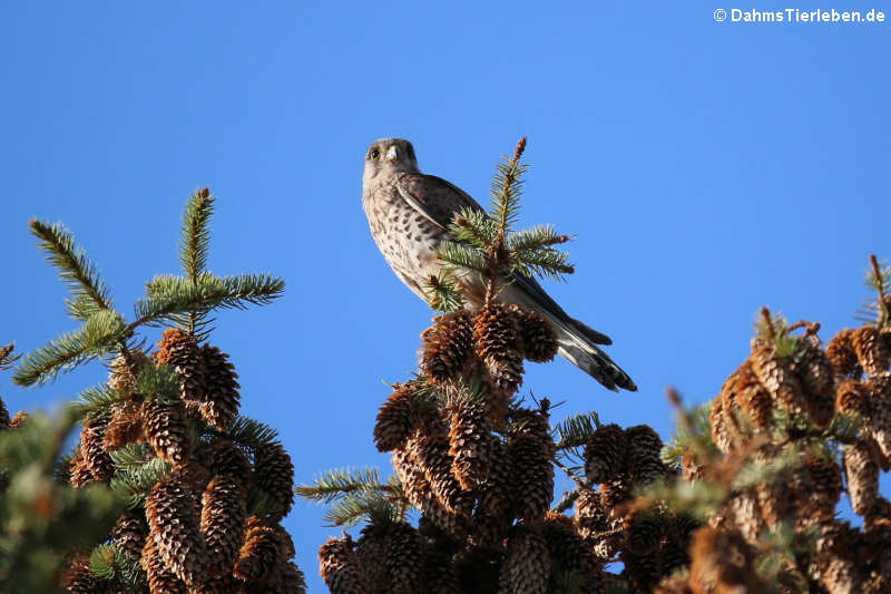 Turmfalke (Falco tinnunculus tinnunculus)