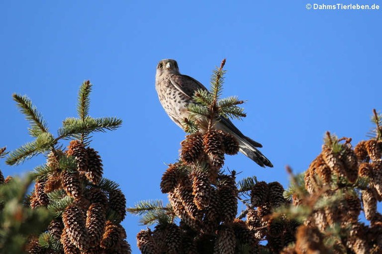 Falco tinnunculus tinnunculus