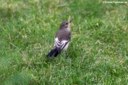 Ficedula hypoleuca hypoleuca