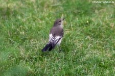 weiblicher Trauerschnäpper (Ficedula hypoleuca hypoleuca) im Garten