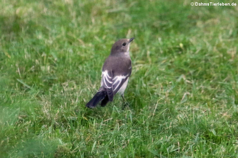 Ficedula hypoleuca hypoleuca