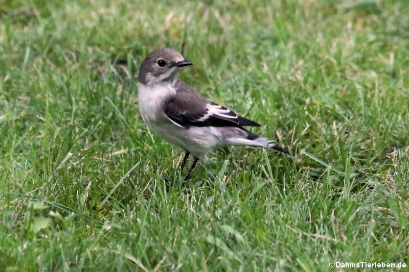 Trauerschnäpper (Ficedula hypoleuca)