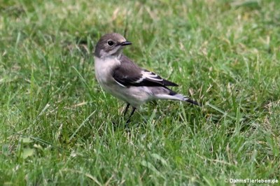 Trauerschnäpper (Ficedula hypoleuca)