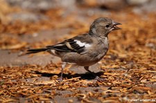 weiblicher Buchfink (Fringilla coelebs coelebs) im Garten