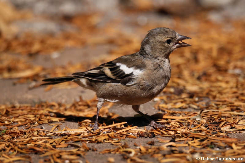 weiblicher Buchfink (Fringilla coelebs coelebs)