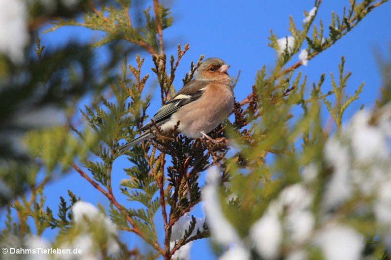 Fringilla coelebs coelebs