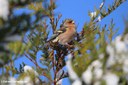 Fringilla coelebs coelebs