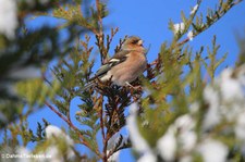 männlicher Buchfink (Fringilla coelebs coelebs) im Garten