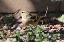 Fringilla coelebs coelebs