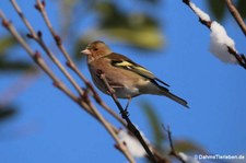 männlicher Buchfink (Fringilla coelebs coelebs) im Garten