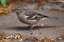 weiblicher Buchfink (Fringilla coelebs coelebs) im Garten