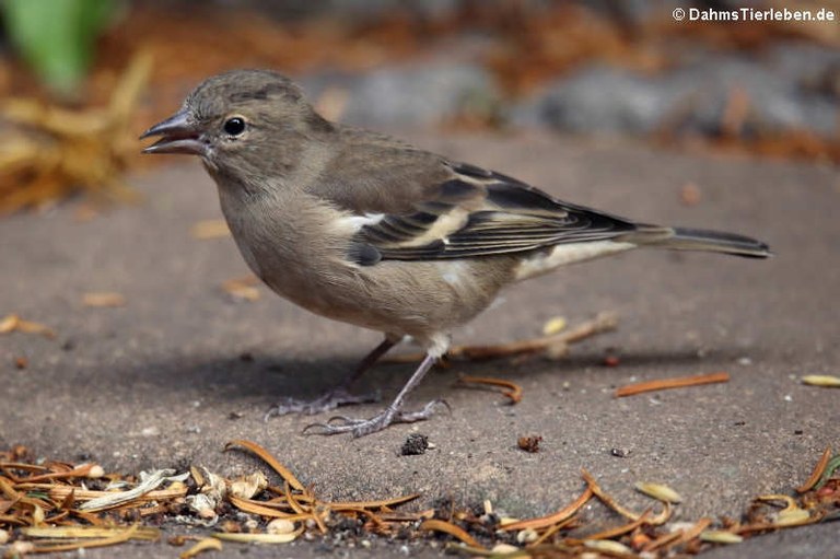 Fringilla coelebs coelebs