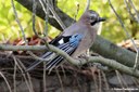 Garrulus glandarius