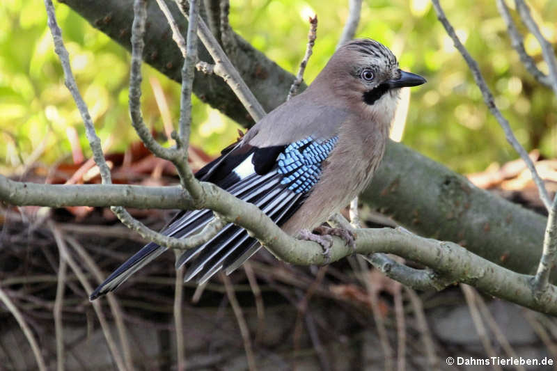 Eichelhäher (Garrulus glandarius glandarius)