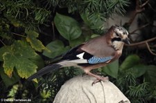 Eichelhäher (Garrulus glandarius glandarius) im Kölner Süden