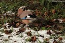 Garrulus glandarius