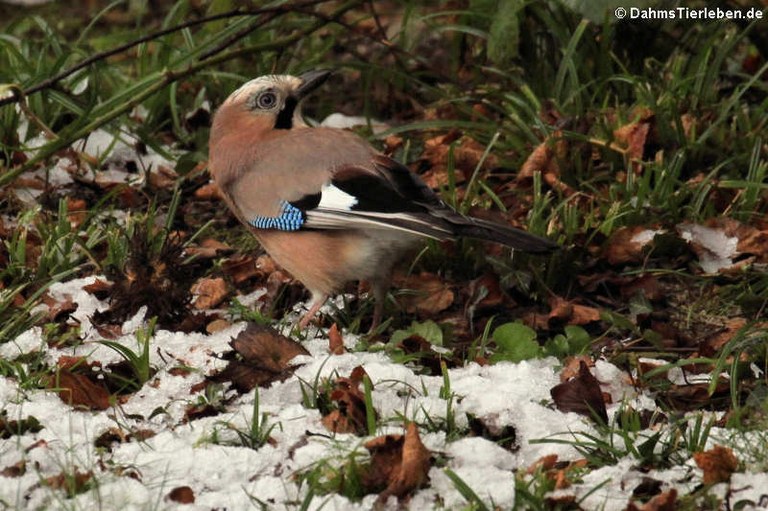 Garrulus glandarius