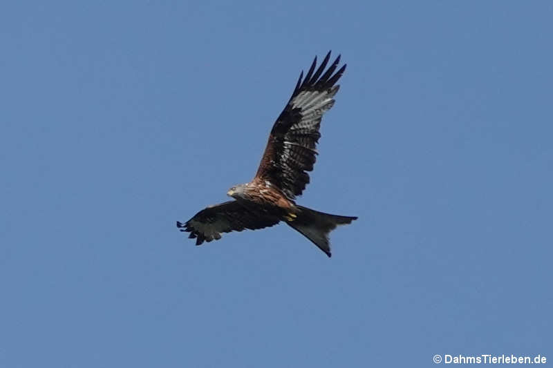 Milvus milvus