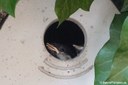 Parus major