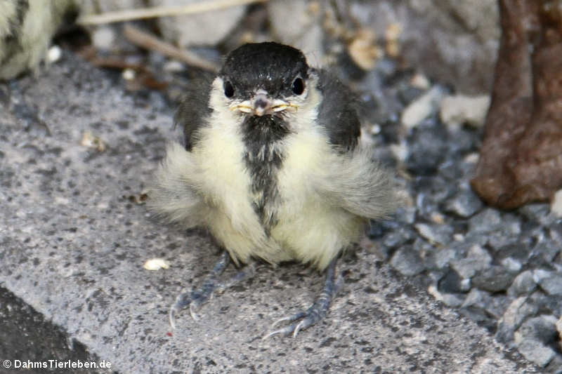 Junge Kohlmeise (Parus major)