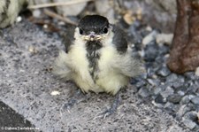 Junge Kohlmeise (Parus major major) im Garten