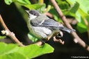 Parus major