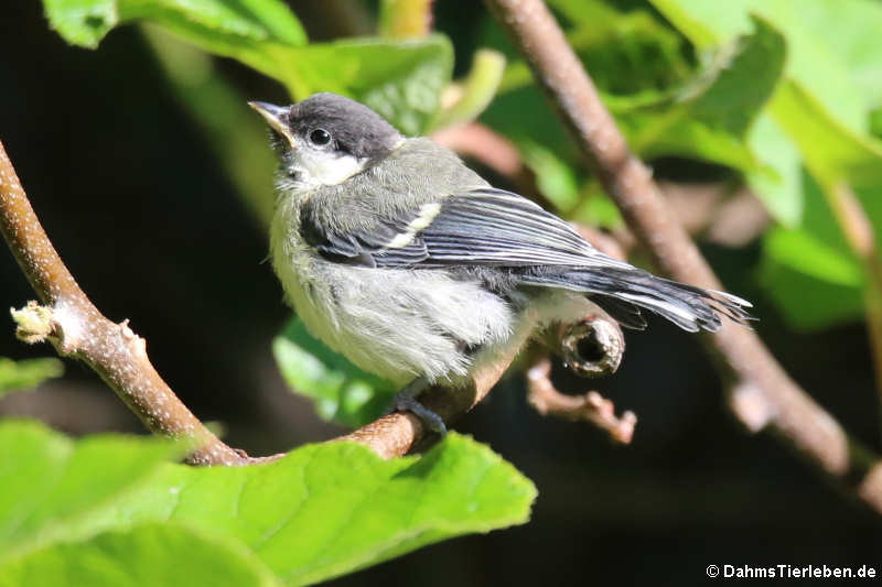 Junge Kohlmeise (Parus major)