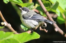 Junge Kohlmeise (Parus major major) im Garten