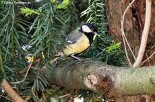 Kohlmeise (Parus major major) bringt Futter für den Nachwuchs