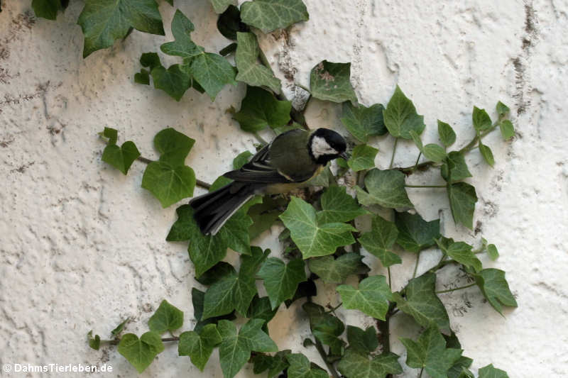 Kohlmeise (Parus major) auf Futtersuche