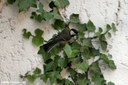 Parus major