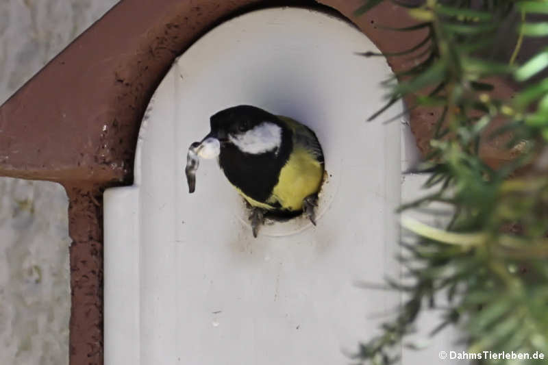 Beim Herausfliegen wird der Kot der Jungvögel entsorgt