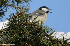 Kohlmeise (Parus major major) im Garten